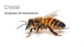  Presentation with bee - PPT theme featuring side-view-of-a-honing background and a  colored foreground