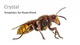  Presentation with hornet - Presentation theme with side-view-of-a-hornet background and a white colored foreground