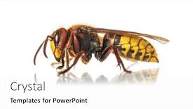  Presentation with hornet - Presentation theme having side-view-of-a-hornet background and a white colored foreground