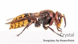  Presentation with hornet - Cool new theme with side-view-of-a-hornet backdrop and a white colored foreground