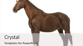  Presentation with white horse - Cool new theme with side view of a horse in front of white background backdrop and a light gray colored foreground
