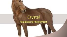  Presentation with white horse - Slide deck featuring side view of a horse looking back in front of white background background and a tawny brown colored foreground