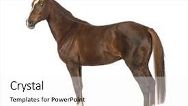  Presentation with white horse - PPT layouts enhanced with side view of a horse in front of white background background and a white colored foreground
