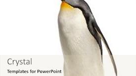  Presentation with king - Amazing PPT layouts having side-view-of-a-king backdrop and a lemonade colored foreground