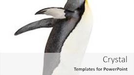  Presentation with king - Slide set having side-view-of-a-king background and a white colored foreground