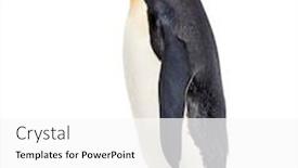  Presentation with king - Colorful presentation design enhanced with side-view-of-a-king backdrop and a white colored foreground