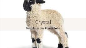  Presentation with sheep - Audience pleasing presentation theme consisting of side-view-of-a-lamb backdrop and a lemonade colored foreground