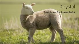  Presentation with sunshine - Audience pleasing theme consisting of side-view-of-a-lamb backdrop and a mint green colored foreground