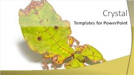  Presentation with insect - Presentation theme enhanced with side-view-of-a-leaf background and a white colored foreground