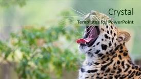  Presentation with africa - Audience pleasing presentation consisting of side view of a leopard backdrop and a mint green colored foreground