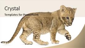  Presentation with lion - PPT theme having side view of a lion background and a coral colored foreground