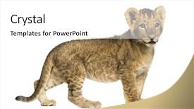  Presentation with lion and lioness - Audience pleasing PPT theme consisting of side view of a lion backdrop and a white colored foreground
