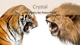  Presentation with tiger - Colorful presentation theme enhanced with side-view-of-a-lion backdrop and a coral colored foreground