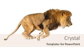  Presentation with lion - Presentation theme with side-view-of-a-lion background and a coral colored foreground