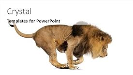  Presentation with lion - Presentation design having side-view-of-a-lion background and a white colored foreground