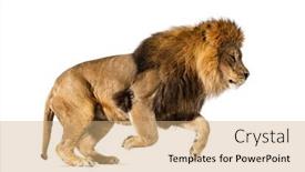  Presentation with lion - Slide deck enhanced with side-view-of-a-lion background and a coral colored foreground