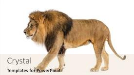  Presentation with lion - Presentation theme consisting of side-view-of-a-lion background and a  colored foreground