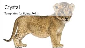  Presentation with lion - Amazing PPT theme having side view of a lion backdrop and a white colored foreground