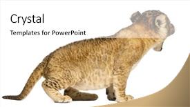  Presentation with roaring - PPT theme with side view of a lion background and a white colored foreground