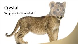  Presentation with lion cartoon - PPT theme having side view of a lion background and a white colored foreground