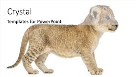  Presentation with old days - PPT layouts consisting of side view of a lion background and a white colored foreground