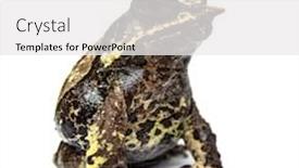  Presentation with frog - Presentation design enhanced with side-view-of-a-long background and a white colored foreground