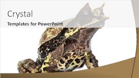  Presentation with frog - Slide deck enhanced with side-view-of-a-long background and a white colored foreground