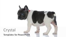  Presentation with stepping - Presentation featuring side-view-of-a-lovely background and a white colored foreground