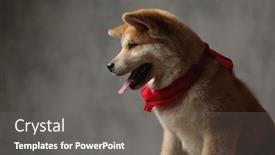  Presentation with tongue - Beautiful PPT layouts featuring side-view-of-a-lovely backdrop and a gray colored foreground