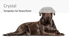  Presentation with white chocolate - Slide deck featuring side-view-of-a-lying background and a white colored foreground