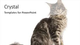  Presentation with view of frankfurt am main - Slide deck featuring side view of a maine background and a white colored foreground