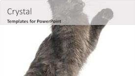  Presentation with maine - Beautiful presentation featuring side view of a maine-coon kitten sitting pawing up 4 months old isolated on white backdrop and a light gray colored foreground