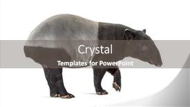  Presentation with walking - Presentation theme with side-view-of-a-malayan background and a gray colored foreground