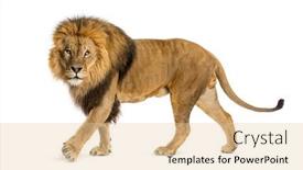  Presentation with male lion - PPT theme with side-view-of-a-male background and a lemonade colored foreground