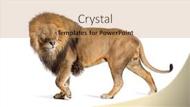 Presentation with male lion - Theme featuring side-view-of-a-male background and a coral colored foreground