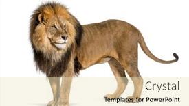  Presentation with male lion - Slide set consisting of side-view-of-a-male background and a lemonade colored foreground