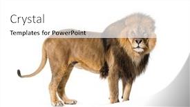  Presentation with male lion - Slide set having side-view-of-a-male background and a white colored foreground