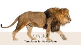  Presentation with male lion - Presentation theme with side-view-of-a-male background and a coral colored foreground