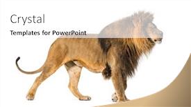  Presentation with male lion - PPT theme enhanced with side-view-of-a-male background and a white colored foreground