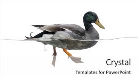 Presentation with floating - Theme having side view of a mallard background and a white colored foreground