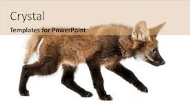  Presentation with wolf - Audience pleasing slides consisting of side-view-of-a-maned backdrop and a coral colored foreground