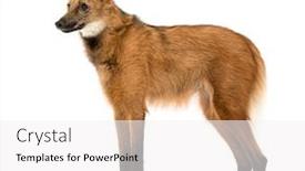  Presentation with wolf - PPT layouts consisting of side-view-of-a-maned background and a white colored foreground