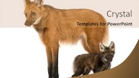  Presentation with wolf - Cool new PPT theme with side-view-of-a-maned backdrop and a gold colored foreground