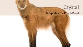  Presentation with wolf - PPT theme consisting of side-view-of-a-maned background and a yellow colored foreground