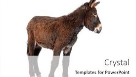  Presentation with healthy workplace full length side view - Presentation having side-view-of-a-martina and a white colored foreground