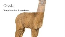  Presentation with lama - Presentation design enhanced with side-view-of-a-medium background and a white colored foreground