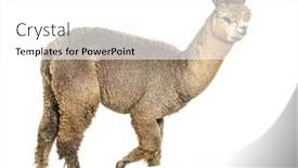  Presentation with silver - PPT theme having side-view-of-a-medium background and a white colored foreground