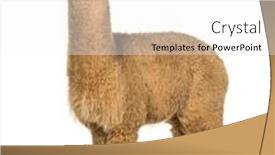  Presentation with lama - Presentation theme featuring side-view-of-a-medium background and a white colored foreground