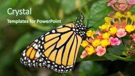  Presentation with monarch butterfly - PPT theme with monarch butterfly resting atop background and a tawny brown colored foreground