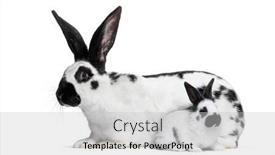  Presentation with bunny - Slide deck with side-view-of-a-mother background and a light gray colored foreground